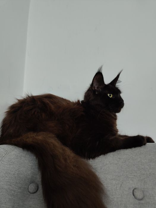 Piękna czarna kotka Maine Coon rodowód FPL