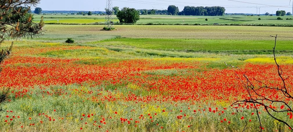 Parsów duża działka z wydanymi warunkami zabudowy.