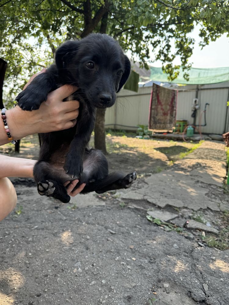 Віддам цуценя в добрі руки
