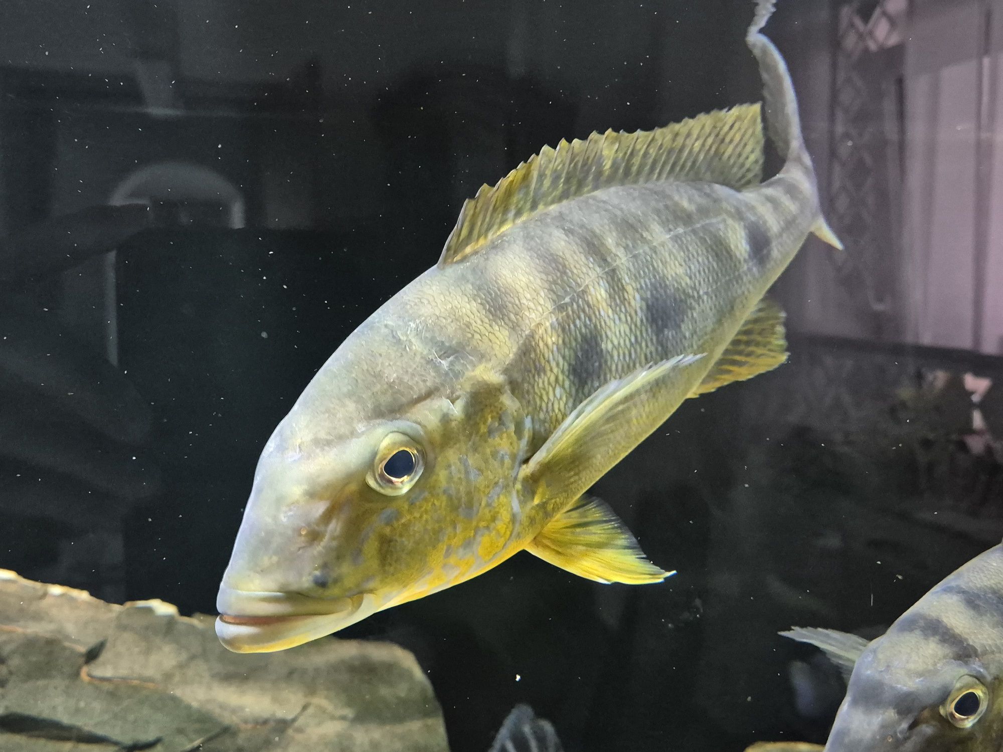 Boulengerochromis microlepis