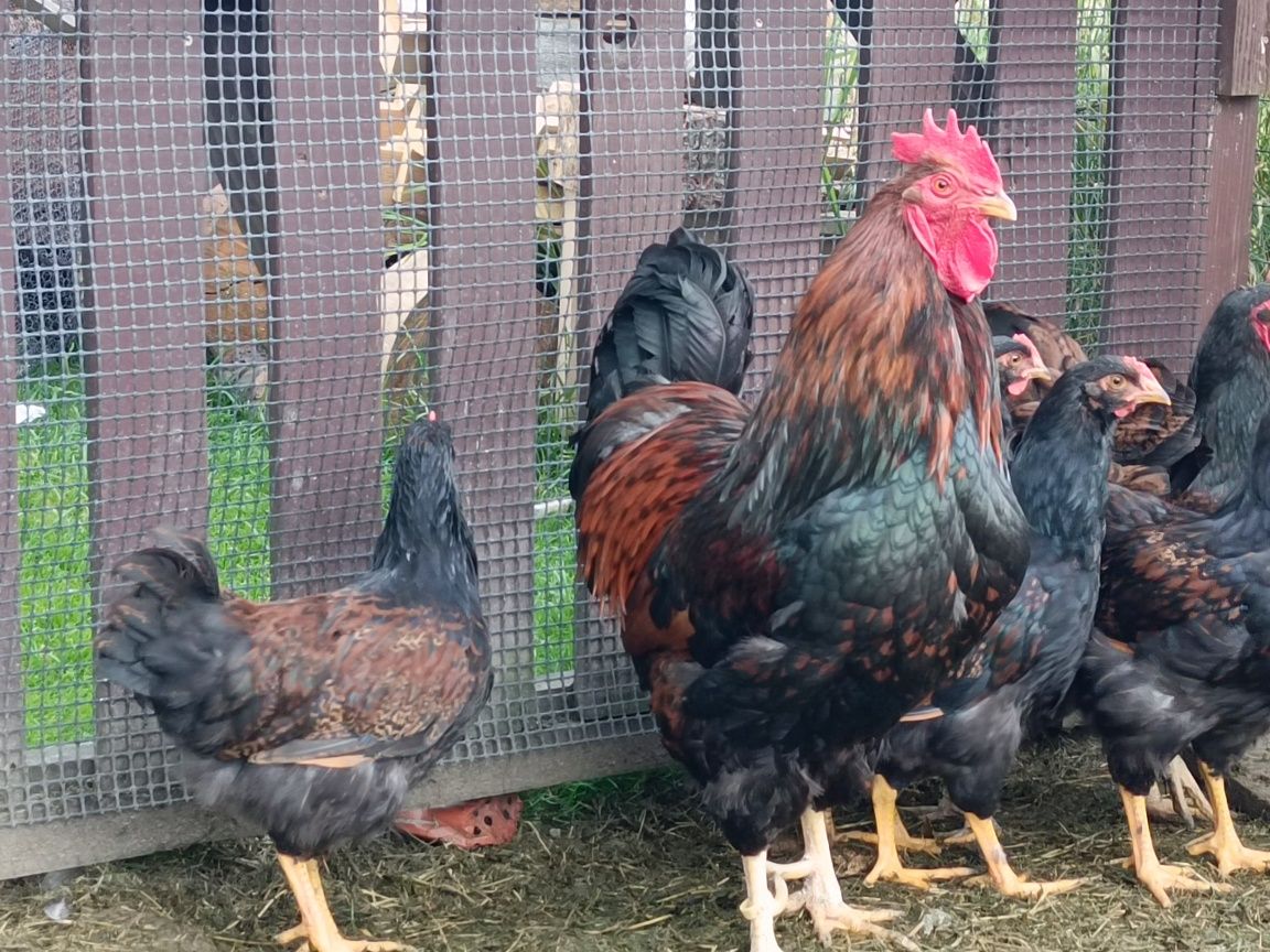 Kogut Barnevelder