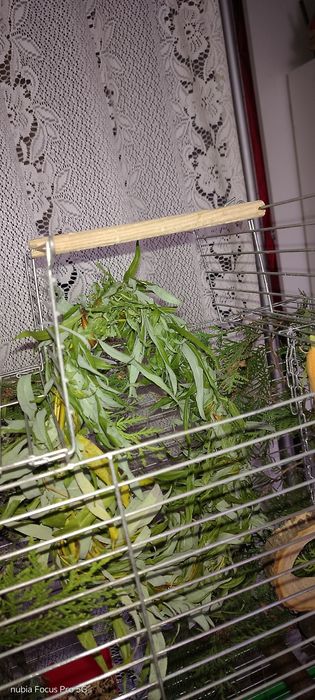 Клітка для пташок