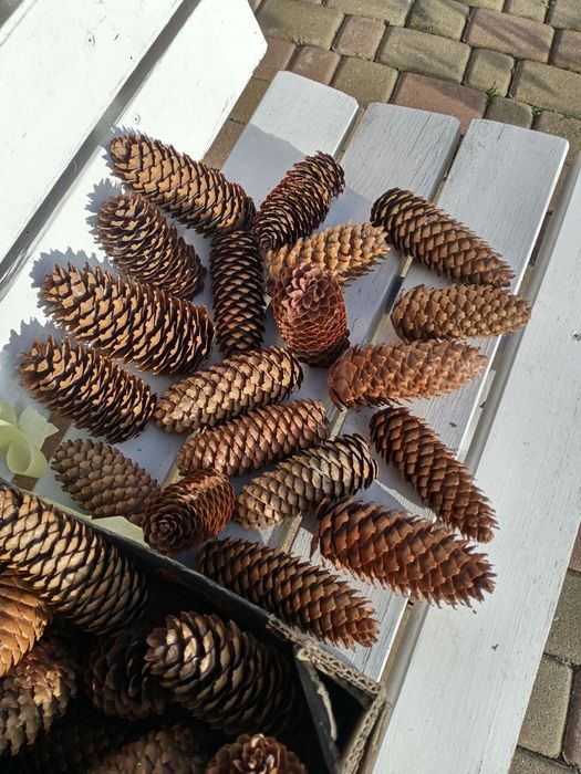 Suche szyszki świerkowe