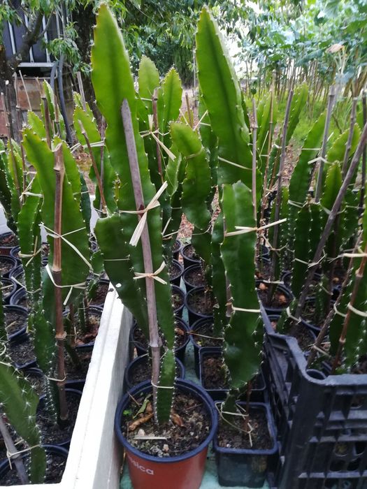Promoção, Pitaya planta enraizadas