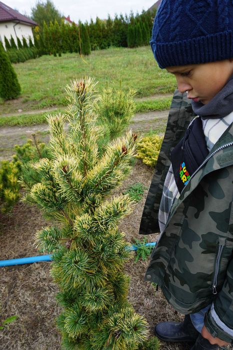 szczepione _ SOSNY jodły ŚWIERKI _ egzemplarze XXL niskie ceny SZKÓŁKA