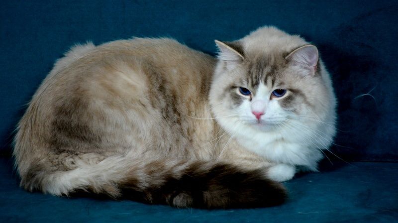 PRZEPIEKNY kocurek Ragdoll blue bicolor tabby