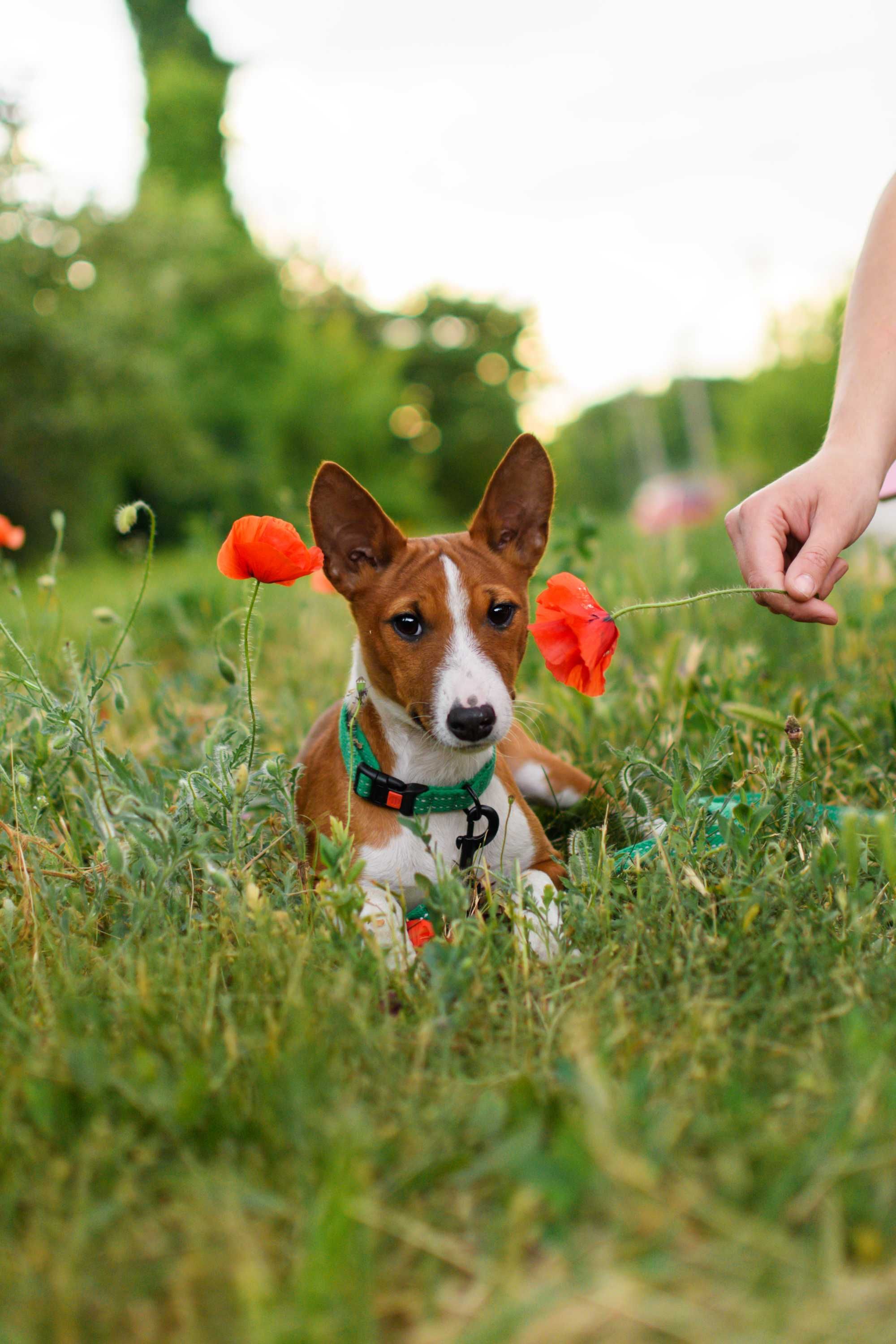 Красивый мальчик басенджи (basenji)