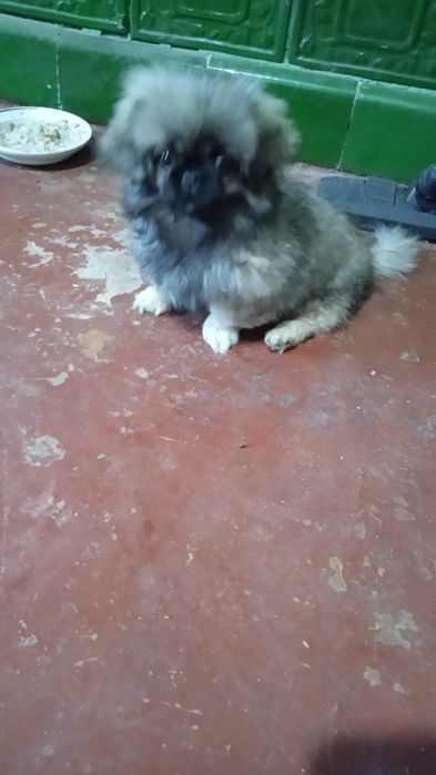 Домашні пекінес.