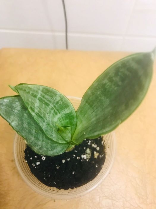 Сансевиерия Хани Грей, Зебра