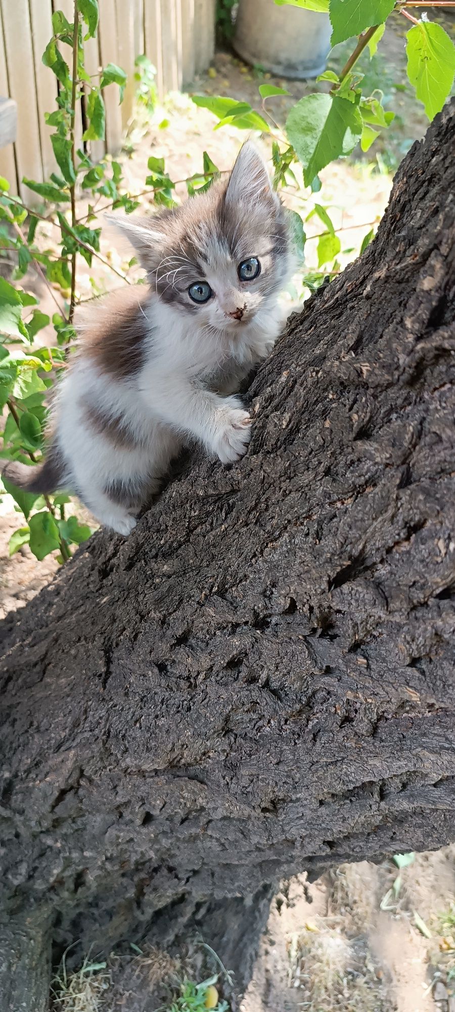 Мальчик и девочка котики