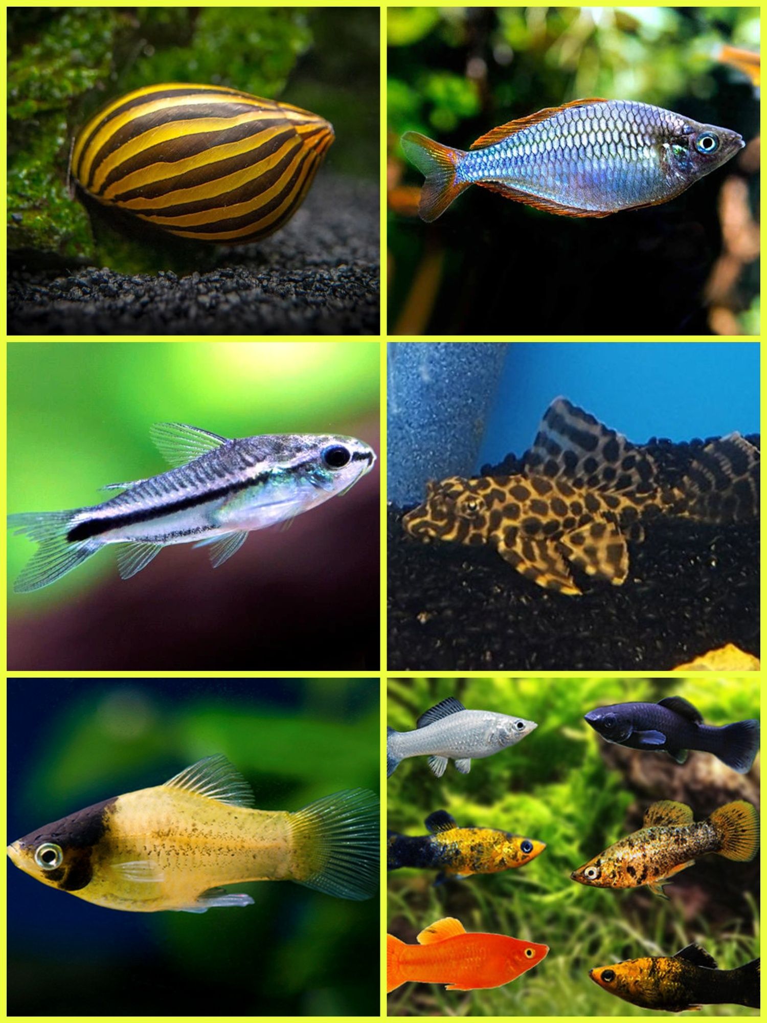 Aquasousa.com - Tetras, Guppys, Corydoras, Neons e muito muito mais...