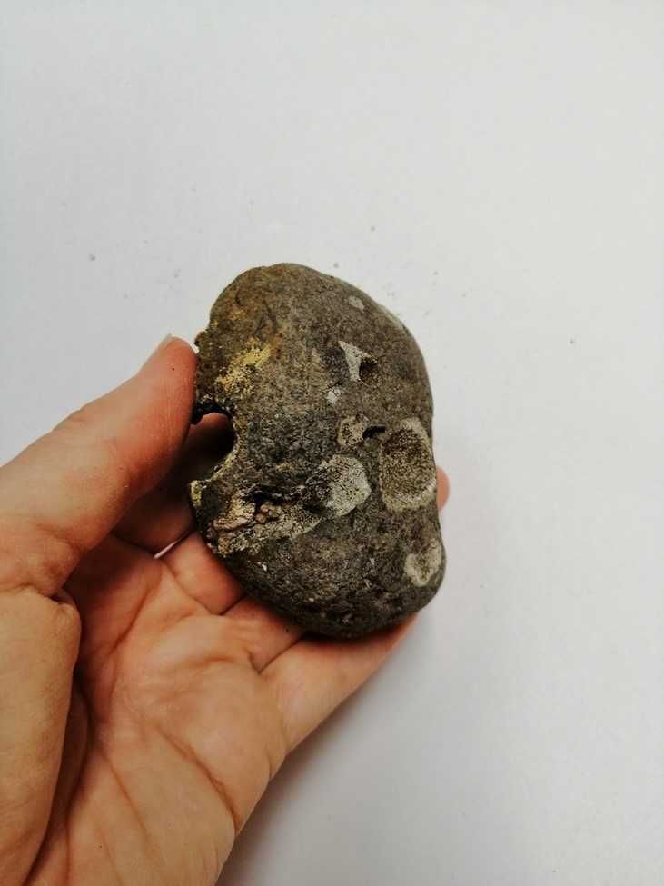 Skamielina, skamieniałość. Rozmiar 7,5x6,5 cm, waga 170g.