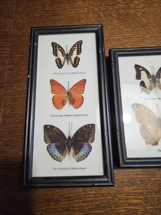 2 obrazki z prawdziwymi motylami