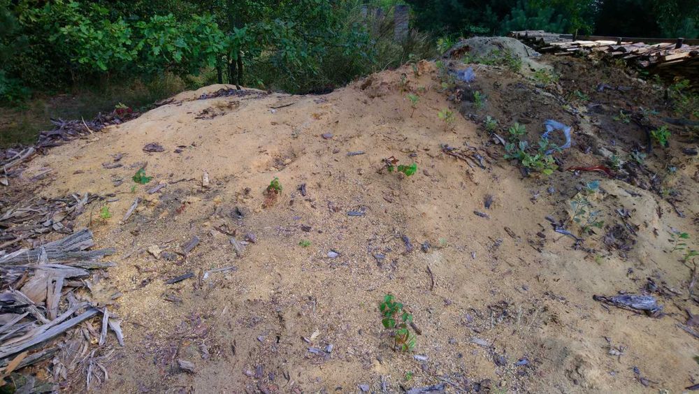 Trociny Sosnowe oraz kora