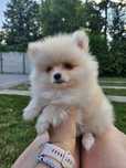 Szpic miniaturowy suczka Boo Pomeranian