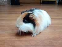 Świnka morska samiczka długowłosa SHELTIE
