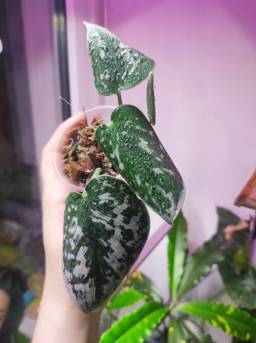 Филодендрон Rio, Сциндапсус Silver Ann