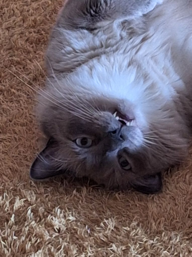 Pet sitting - o seu animal em casa