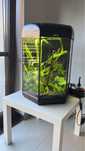 akwarium aquael 60L i aquael 30L