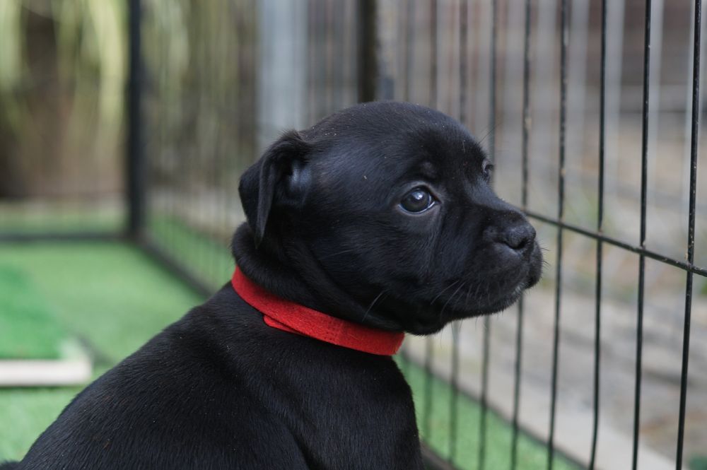 Staffordshire bull terrier ZKwP/FCI