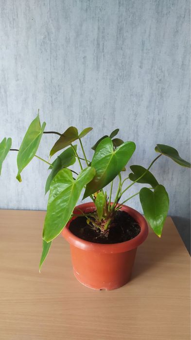 Антуріум чоловіче щастя 45 см Антуриум