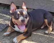 American Bully ,szczeniak 6 miesięcy ,  czekoladowy  TRICOLOR