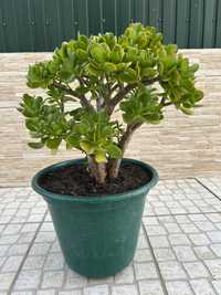 Vendo planta jade mais sucentas