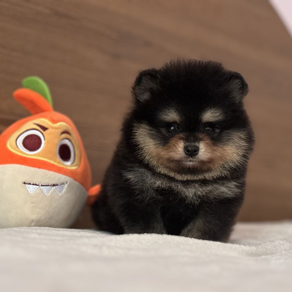 шикарний Хлопчик тип ведмедика.