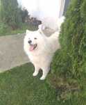 Piękna Sunia Samoyed