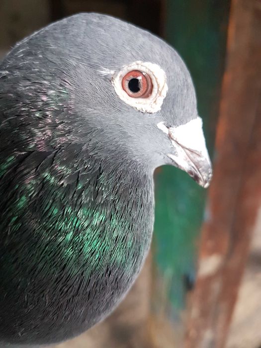 Gołębie pocztowe ,samica