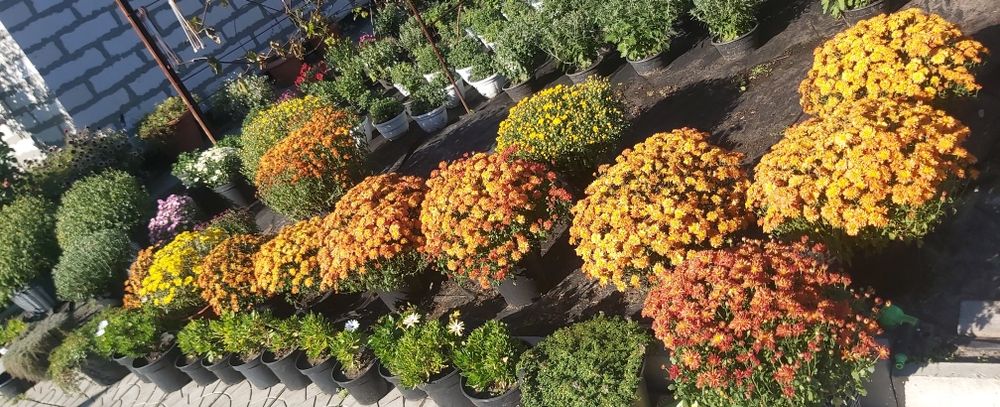 Хризантема мультифлора