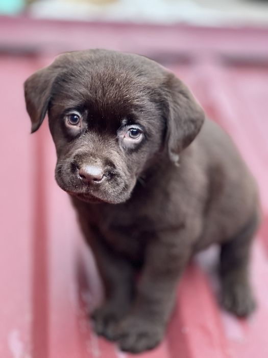 Лабрадор ретрівер