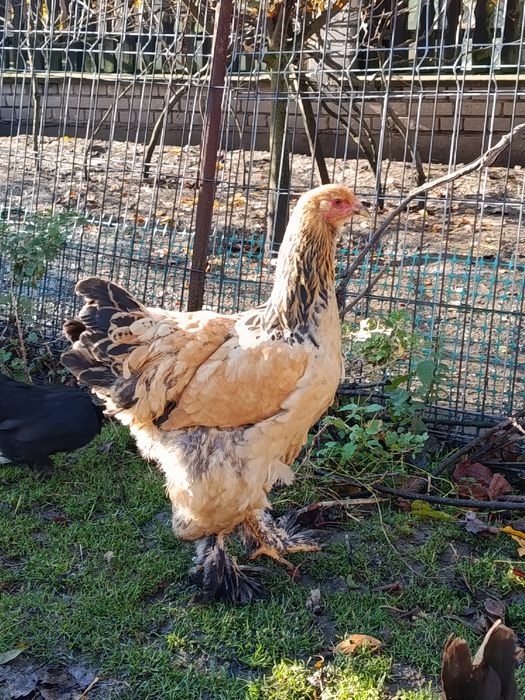 Brahma olbrzymia kury i koguty 2025