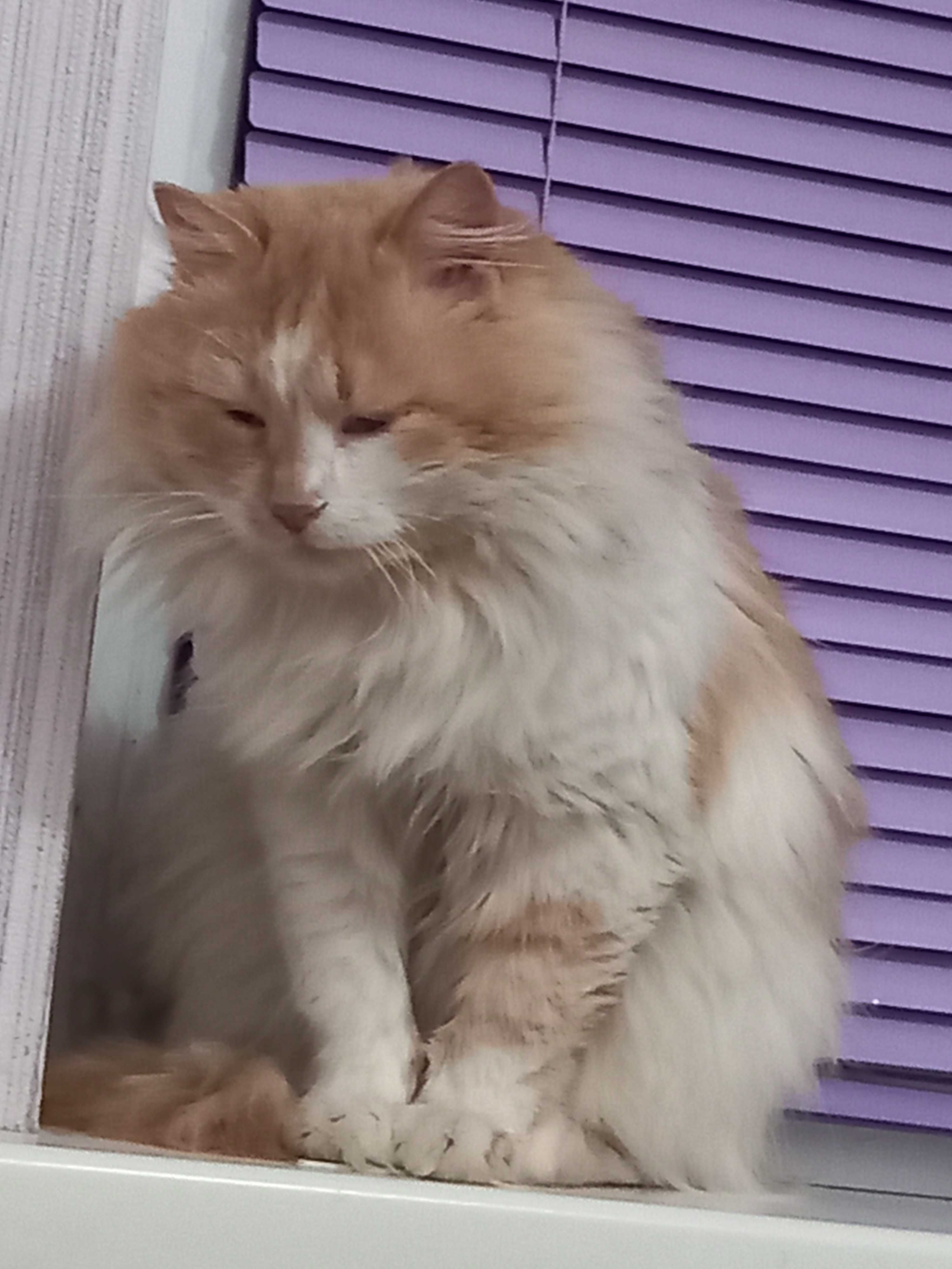 Котик-компаньон в гарну родину
