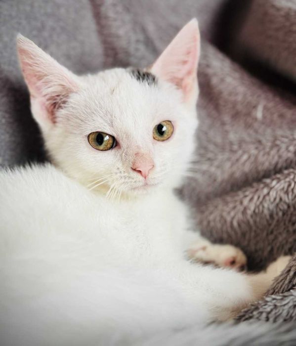 Przeurocze kocięta, Lotka i Loki do adopcji!