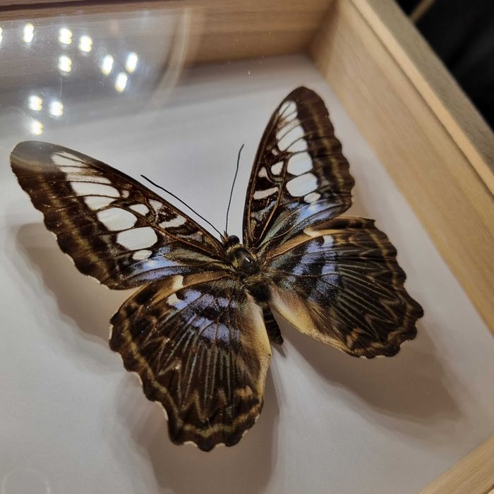 SPREPAROWANY MOTYL W RAMCE - Parthenos sylvia lilacinus, samiec