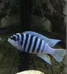 Metriaclima Fainzilberi Maison Reef