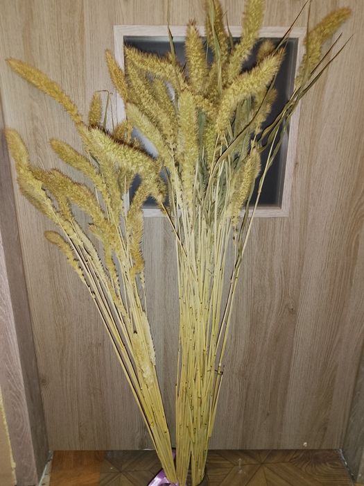 Suszony Zatrwian, dmuszek jajowaty i kacanka