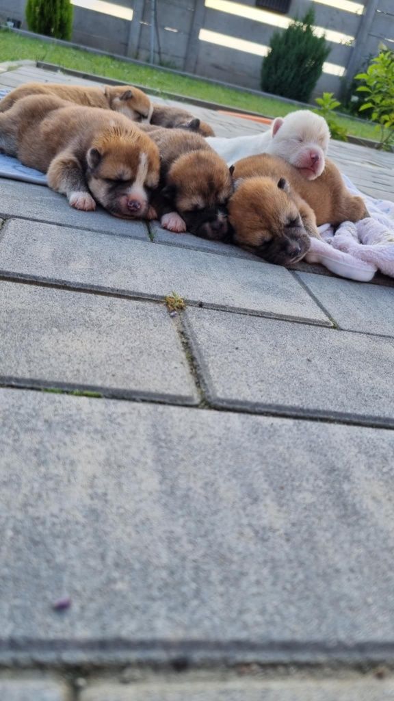Akita inu szczeniak