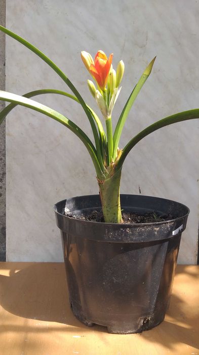 Кливия, клівія, валлота, аммариліс, аммарилис