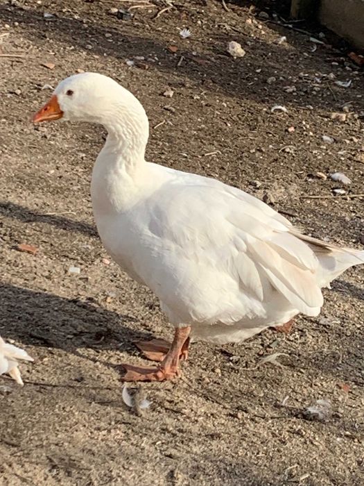 gansos do campo de alta qualidade  - preço atrativo