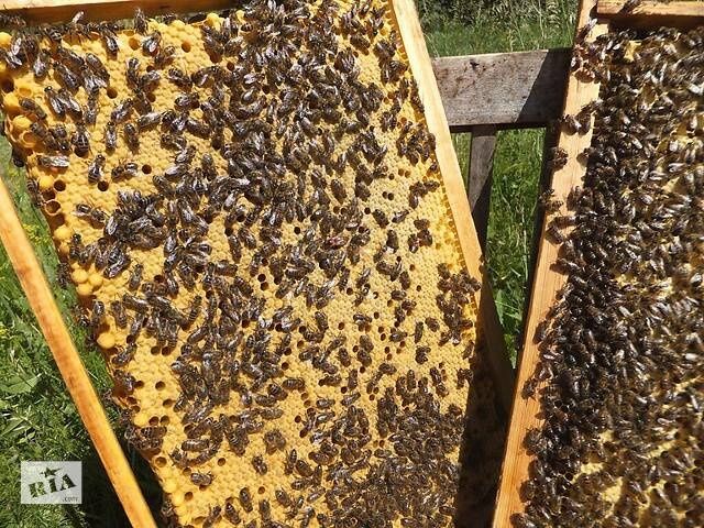 Бджоли, бджолопакети