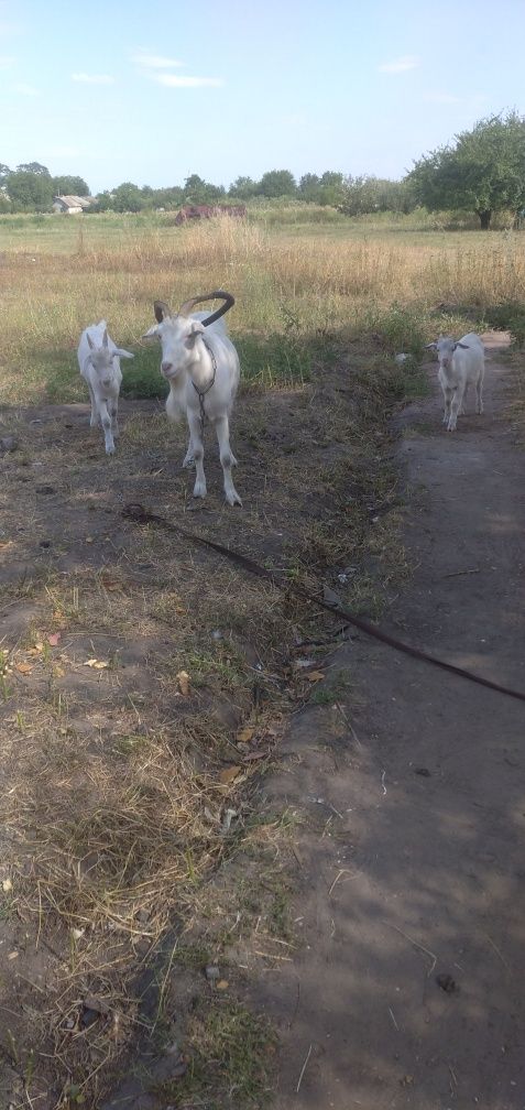 Продам барашку и козу