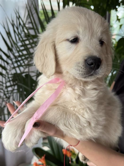 Szczenie Golden Retriever gotowa do odbioru  dziewczynka