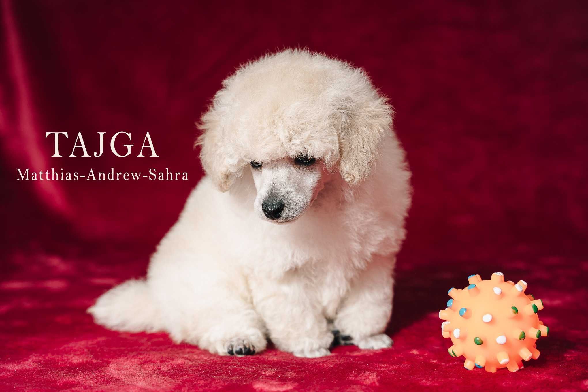 Pudel miniaturowy/toy sunia FCI