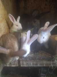 Продам кроликів,кролиця і шість кролинят