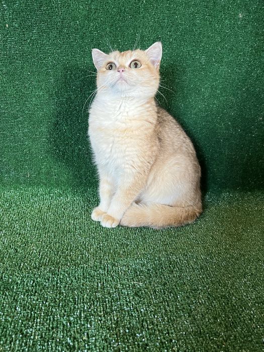 Британець золота шиншила bri by 11 терміново