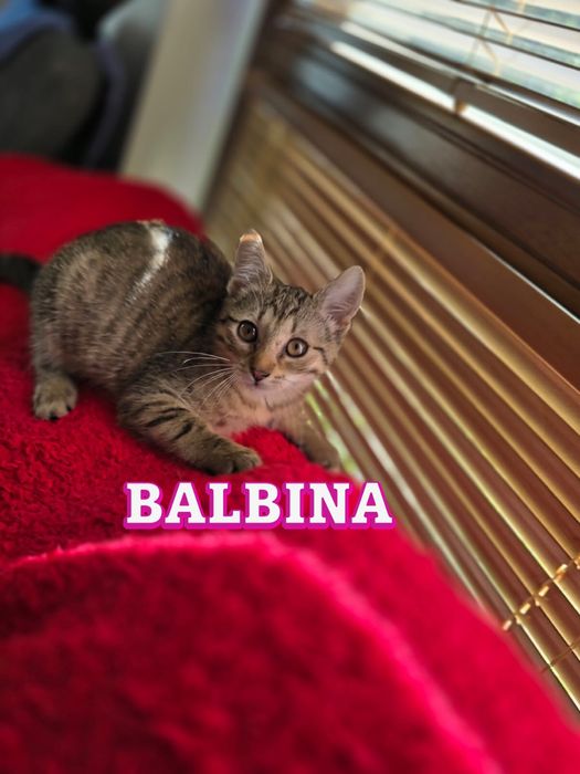 Małe kociaki szukają domków