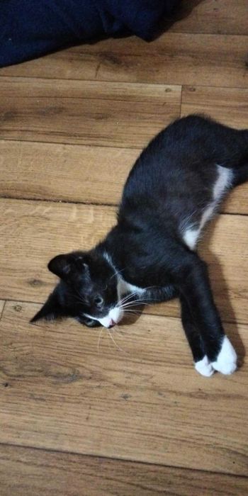 kilkutygodniowe maluszki do oddania