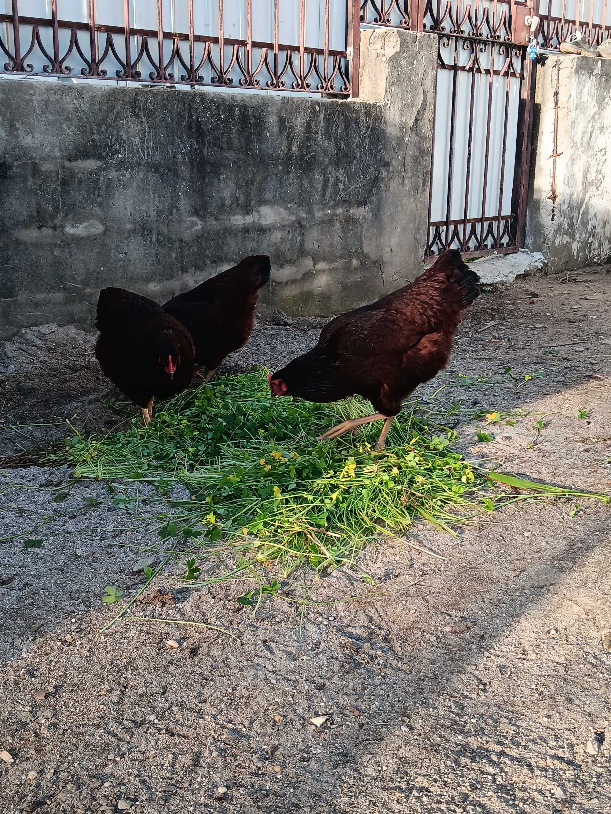 Ovos galados  rhode island red